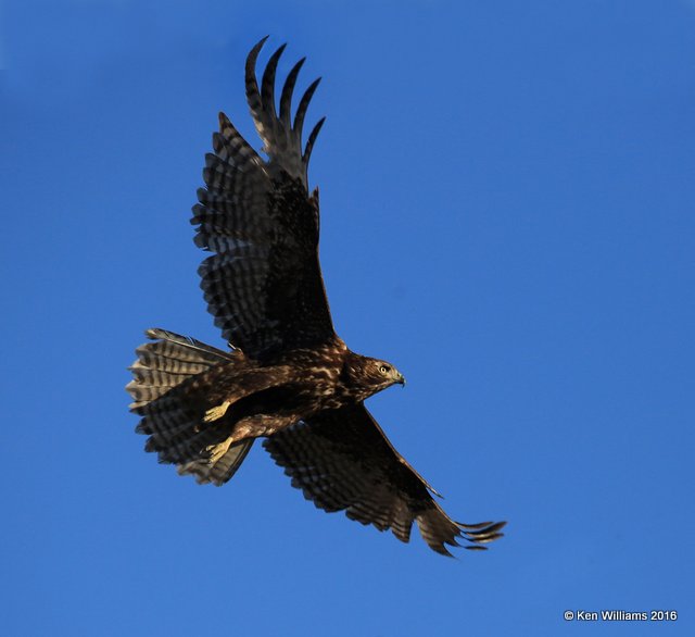 Red-tailed Hawk - Harlan's subspecies juvenile, Osage Co, OK, 1-28-16, Jpa_47260.jpg