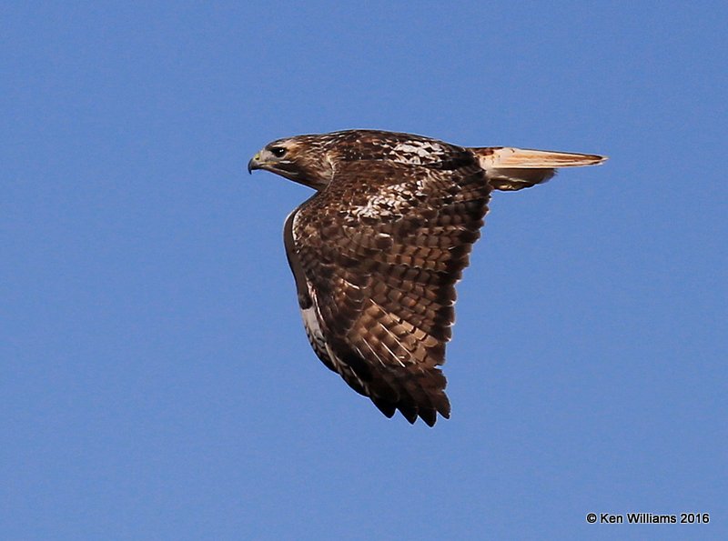Red-tailed Hawk, Osage Co, OK, 1-28-16, Jpa_46571.jpg