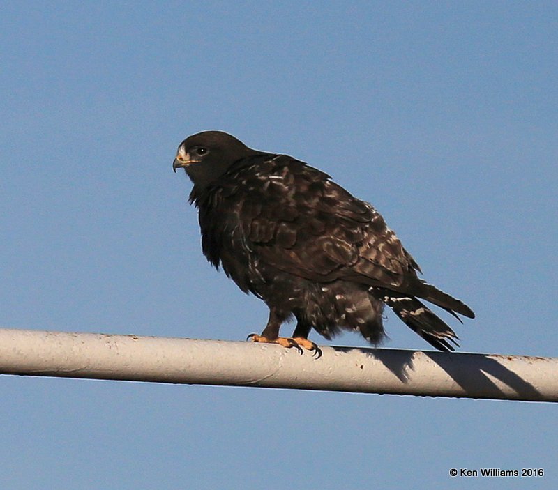 Rough-legged Hawk dark-morph adult male, Osage Co, OK, 1-28-16, Jpa_47060.jpg
