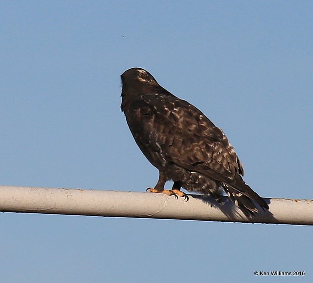 Rough-legged Hawk dark-morph adult male, Osage Co, OK, 1-28-16, Jpa_47069.jpg