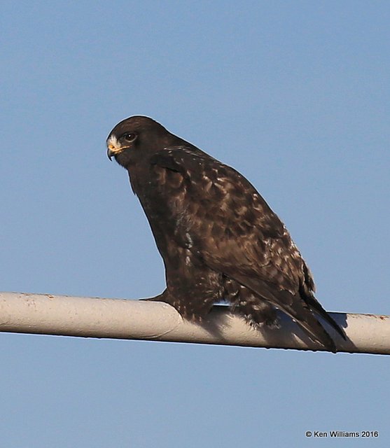 Rough-legged Hawk dark-morph adult male, Osage Co, OK, 1-28-16, Jpa_47079.jpg