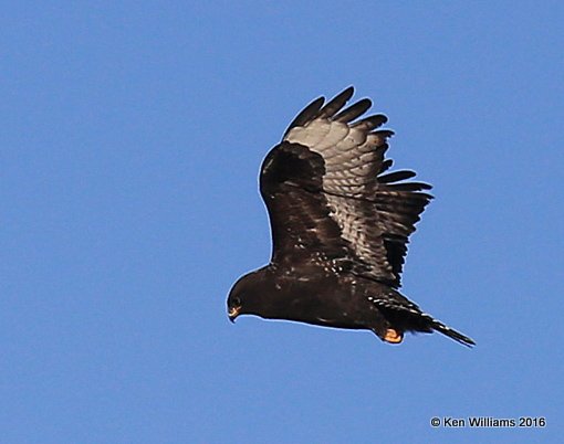 Rough-legged Hawk dark-morph adult male, Osage Co, OK, 1-28-16, Jpa_47087.jpg