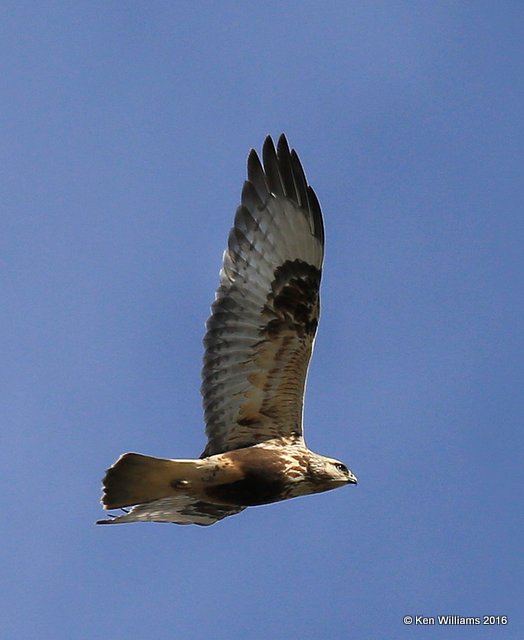 Rough-legged Hawk light-morph juvenile, Noble Co, OK, 1-28-16, Jpa_46502.jpg