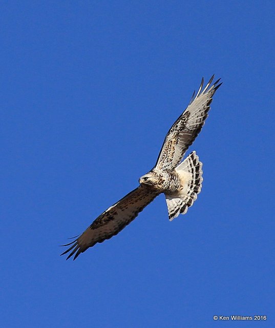 Rough-legged Hawk light-morph male, Osage Co, OK, 1-28-16, Jpa_46847.jpg