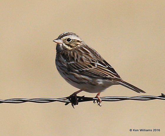 Savannah Sparrow, Noble Co, OK, 1-28-16, Jpa_46297.jpg