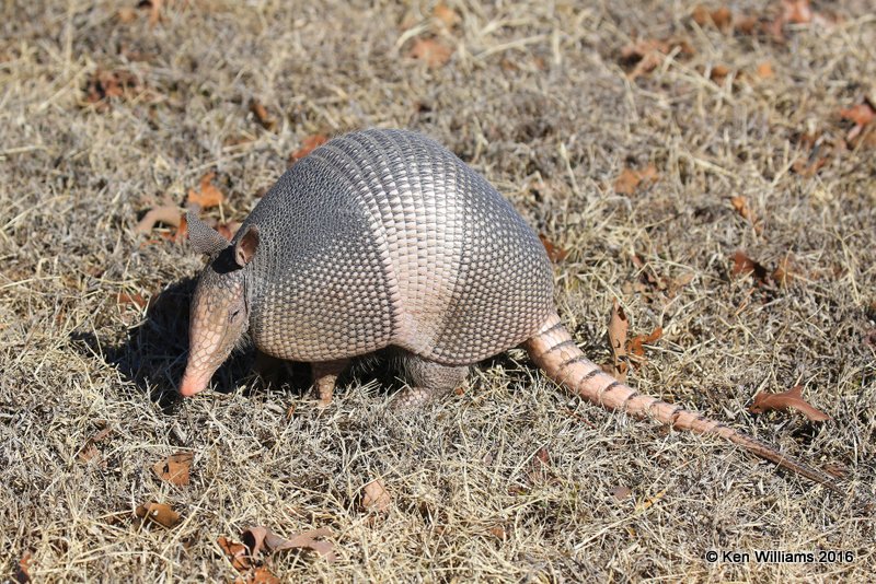 Nine-Banded Armadillo, Osage Co, OK, 2-4-16, Jpaa_47314.jpg