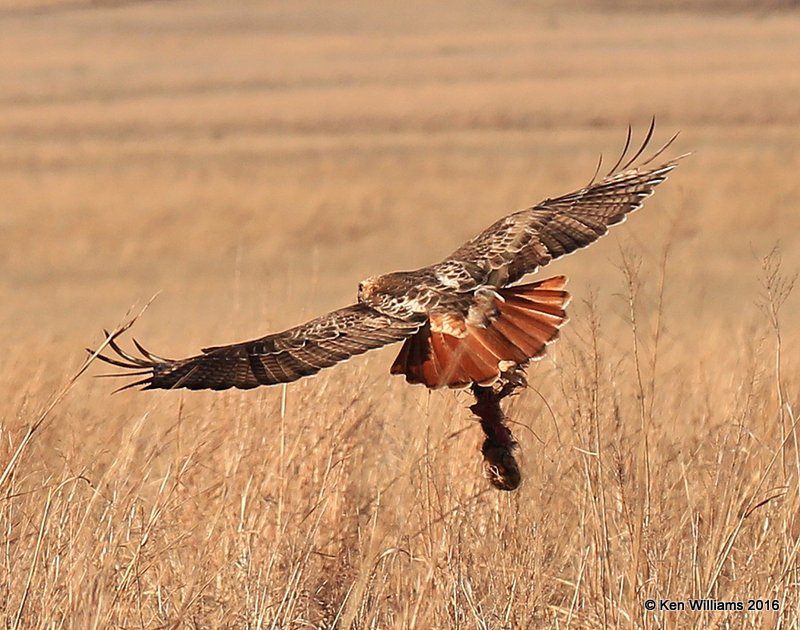 Red-tailed Hawk - Eastern subspecies adult with rabbit, Osage Co, OK, 2-6-16, Jpa_47641.jpg