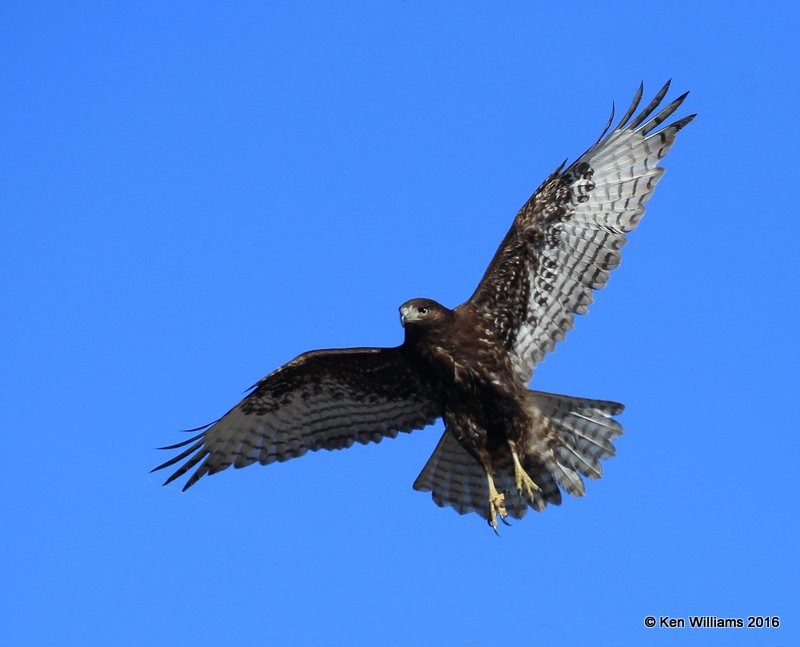 Red-tailed Hawk - Harlan's subspecies, dark morph juvenile, Osage Co, OK, 2-6-16, Jpa_47457.jpg
