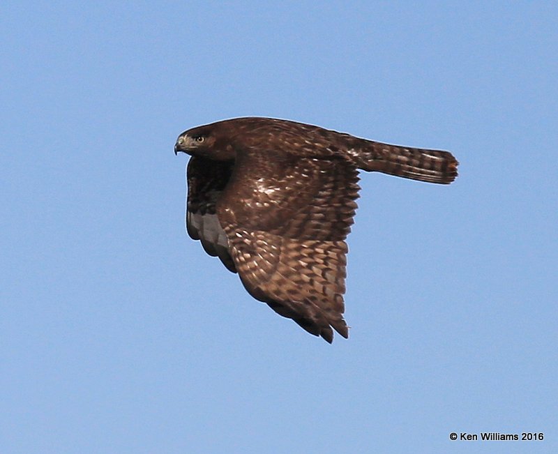 Red-tailed Hawk - Harlan's subspecies, dark morph juvenile, Osage Co, OK, 2-6-16, Jpa_47464.jpg
