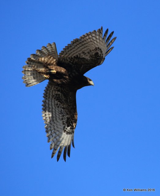 Red-tailed Hawk - Harlan's subspecies, dark morph juvenile, Osage Co, OK, 2-6-16, Jpa_47484.jpg
