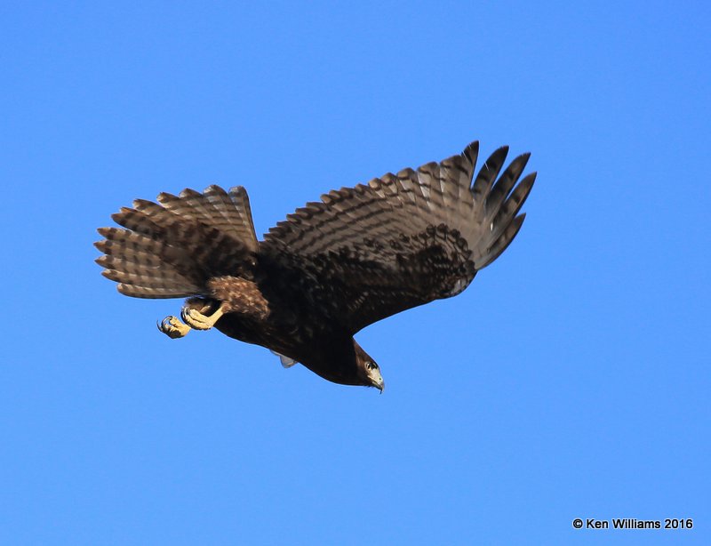 Red-tailed Hawk - Harlan's subspecies, dark morph juvenile, Osage Co, OK, 2-6-16, Jpa_47485.jpg