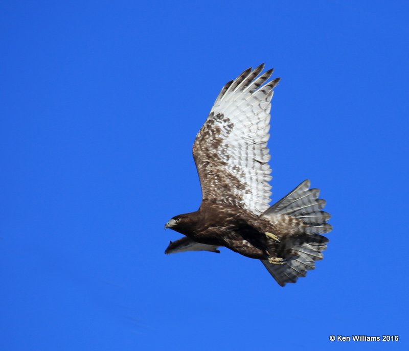 Red-tailed Hawk - Harlan's subspecies, dark morph juvenile, Osage Co, OK, 2-6-16, Jpa_47502.jpg
