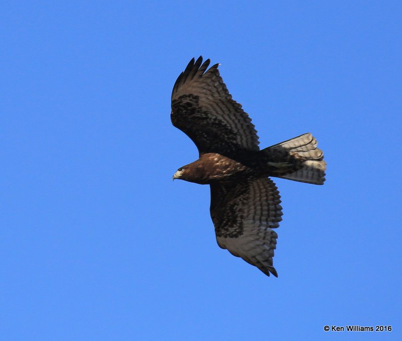 Red-tailed Hawk - Harlan's subspecies, dark morph juvenile, Osage Co, OK, 2-6-16, Jpa_47520.jpg