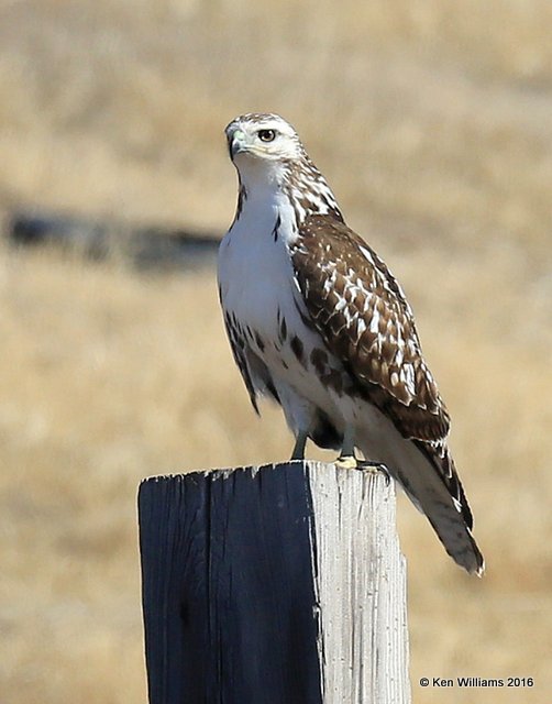 Red-tailed Hawk - Harlan's subspecies, light morph juvenile, Noble Co, OK, 2-6-16, Jpa_47349.jpg