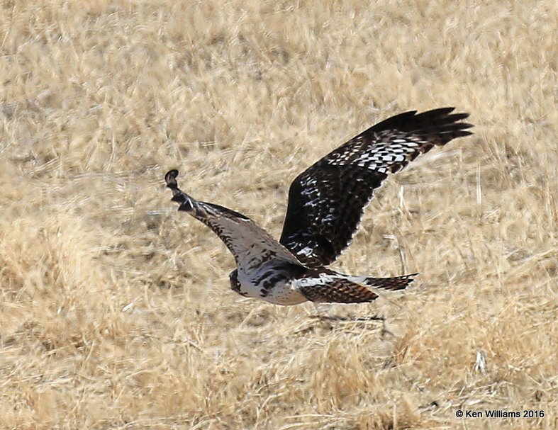 Red-tailed Hawk - Harlan's subspecies, light morph juvenile, Noble Co, OK, 2-6-16, Jpa_47354.jpg