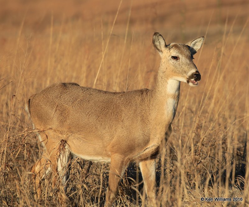 White-tailed Deer, Osage Co, OK, 2-6-16, Jpa_47671.jpg