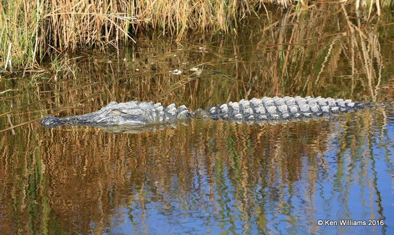 American Alligator, S. Padre Island, TX, 02_15_2016, Jpa_08048.jpg