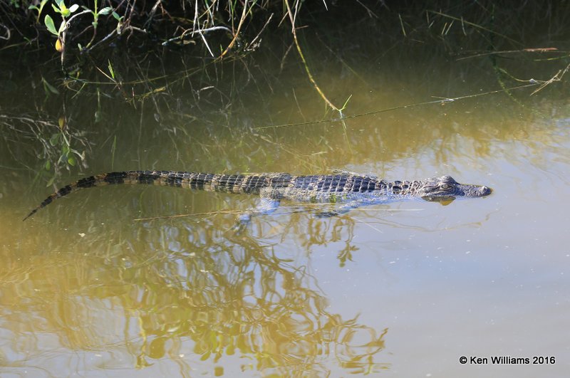 American Alligator, S. Padre Island, TX, 02_15_2016, Jpa_08045.jpg