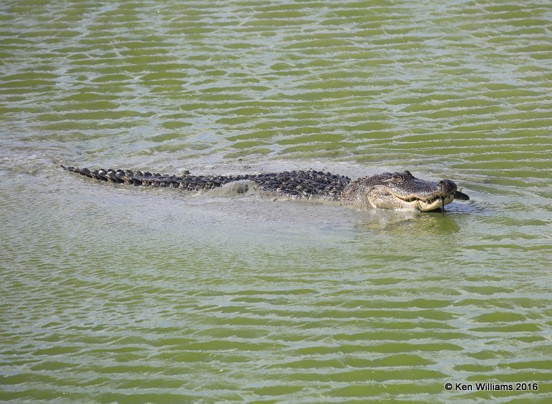 American Alligator with fish, Port Aransas, TX, 02_23_2016, Jpa_14058.jpg