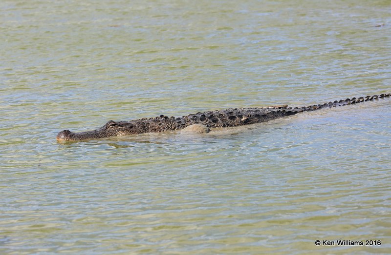 American Alligator, Port Aransas, TX, 02_23_2016, Jpa_14079.jpg