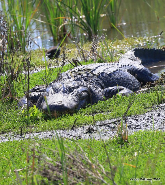 American Alligator, Port Aransas, TX, 02_22_2016, Jpa_13077.jpg
