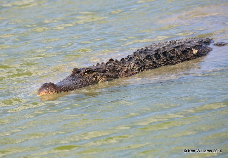 American Alligator, Port Aransas, TX, 02_23_2016, Jpa_14073.jpg