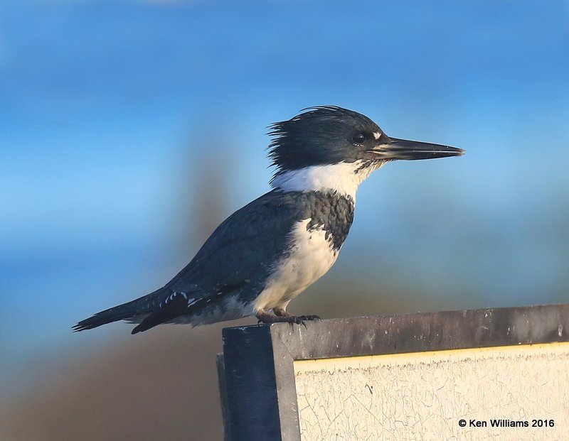Belted Kingfisher male, S. Padre Island, TX, 02_15_2016, Jpaa_07447.jpg