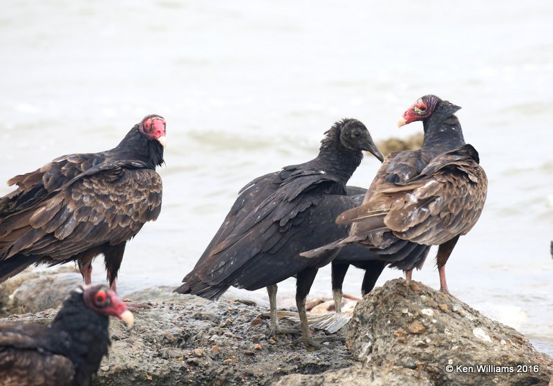 Black & Tukey Vultures, Goose Island, TX, 02_21_2016, Jpa_12479.jpg