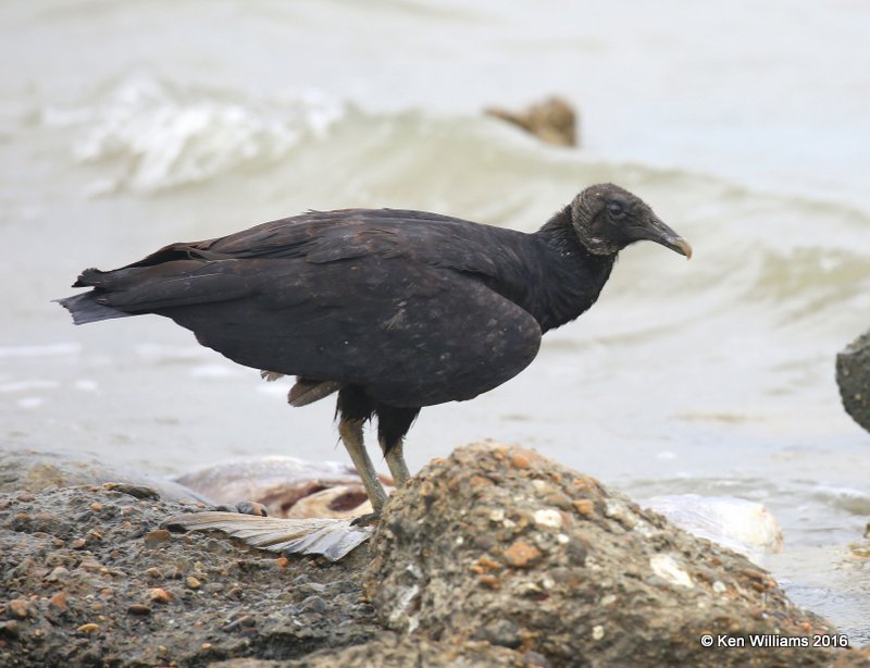 Black Vulture, Goose Island, TX, 02_21_2016, Jpa_12345.jpg