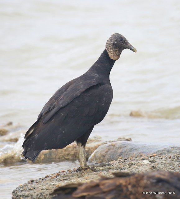 Black Vulture, Goose Island, TX, 02_21_2016, Jpa_12465.jpg