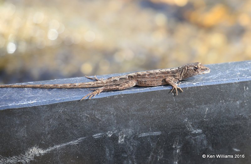 Brown Anole Lizard, Anolis sagrei, Frontera Nature Preserve, TX, 02_17_2016, Jpa_09304.jpg