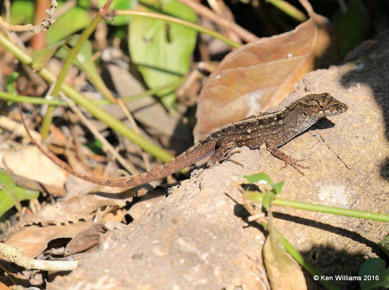 Brown Anole Lizard, Anolis sagrei,, Frontera Nature Preserve, TX, 02_17_2016, Jpa_09366.jpg