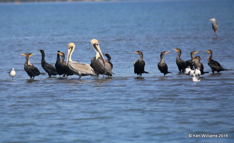 Brown Pelican & Neotropic Cormorants, Port Isbella, TX, 02_16_2016, Jp_08770.jpg