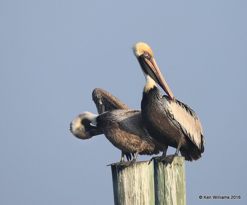 Brown Pelican nonbreeding plumage, S. Padre Island, TX, 02_15_2016, Jpa_07577.jpg