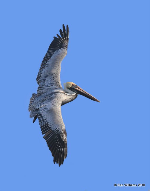 Brown Pelican nonbreeding plumage, S. Padre Island, TX, 02_15_2016, Jpaa_07778.jpg