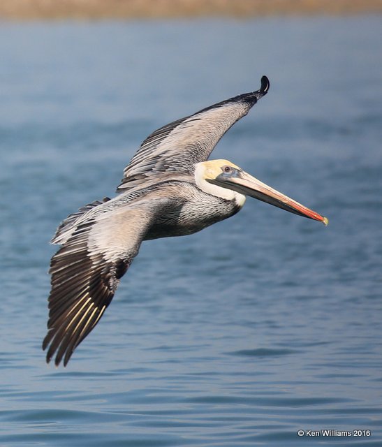 Brown Pelican, Port Isbella, TX, 02_16_2016, Jpa_08847.jpg