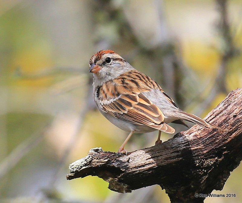 Chipping Sparrow, Goose Island SP, TX, 02_23_2016, Jpa_13711.jpg
