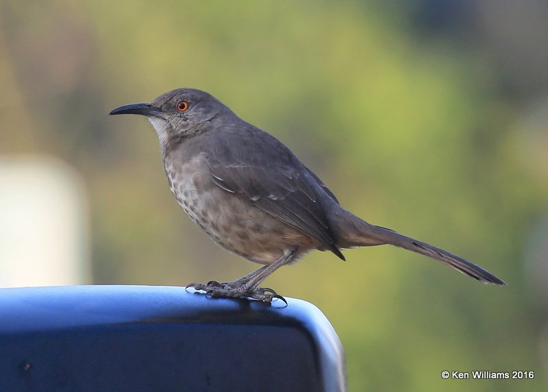 Curved-billed Thrasher, Benson SP, TX, 02_19_2016, Jpa_10388.jpg