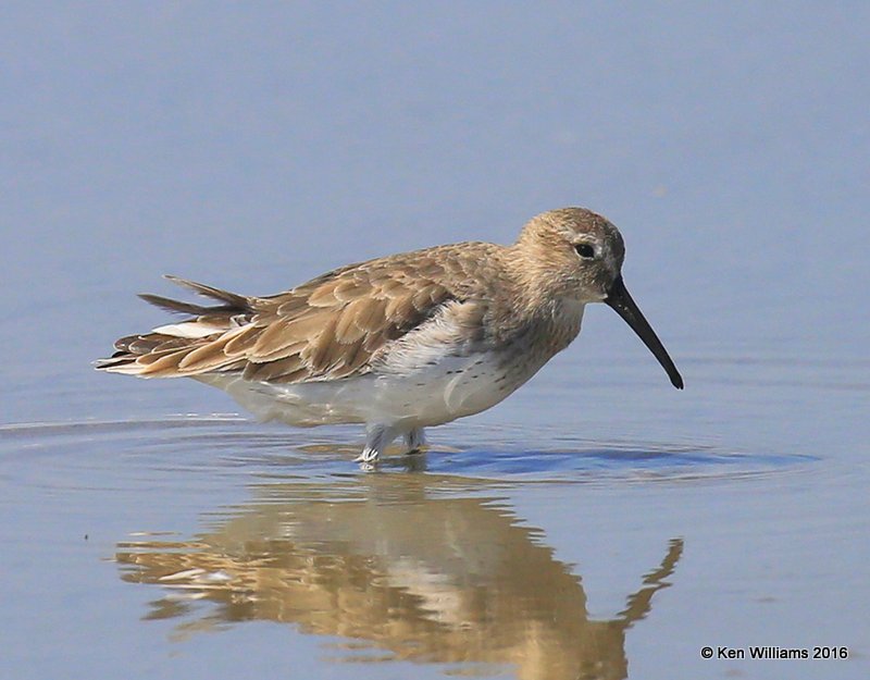 Dunlin nonbreeding plumage, S. Padre Island, TX, 02_15_2016, Jpa_08244.jpg