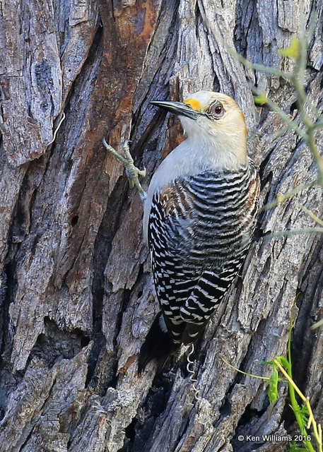 Golden-fronted Woodpecker female, Benson SP, TX, 02_19_2016, Jpa_10418.jpg