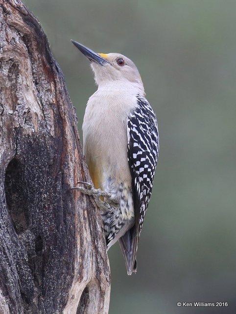 Golden-fronted Woodpecker female, Salineno, TX, 02_21_2016, Jpa_11647.jpg