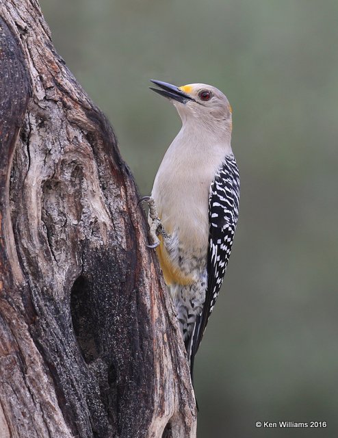 Golden-fronted Woodpecker female, Salineno, TX, 02_21_2016, Jpa_11674.jpg