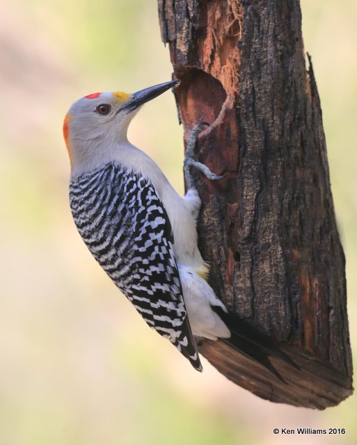 Golden-fronted Woodpecker male, Benson SP, TX, 02_19_2016, Jpa_10848.jpg