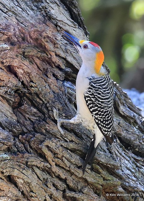 Golden-fronted Woodpecker male, Frontera Nature Preserve, TX, 02_17_2016, Jpa_09486.jpg