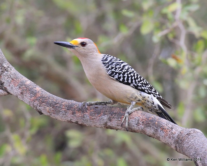 Golden-fronted Woodpecker male, Salineno, TX, 02_21_2016, Jpa_11670.jpg