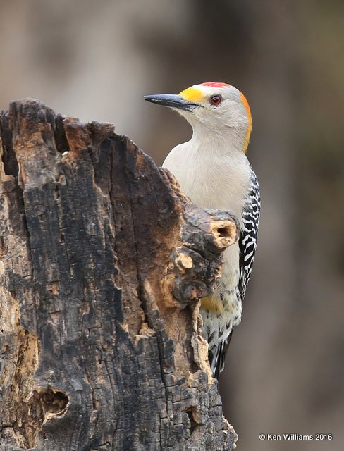 Golden-fronted Woodpecker male, Salineno, TX, 02_21_2016, Jpa_12150.jpg