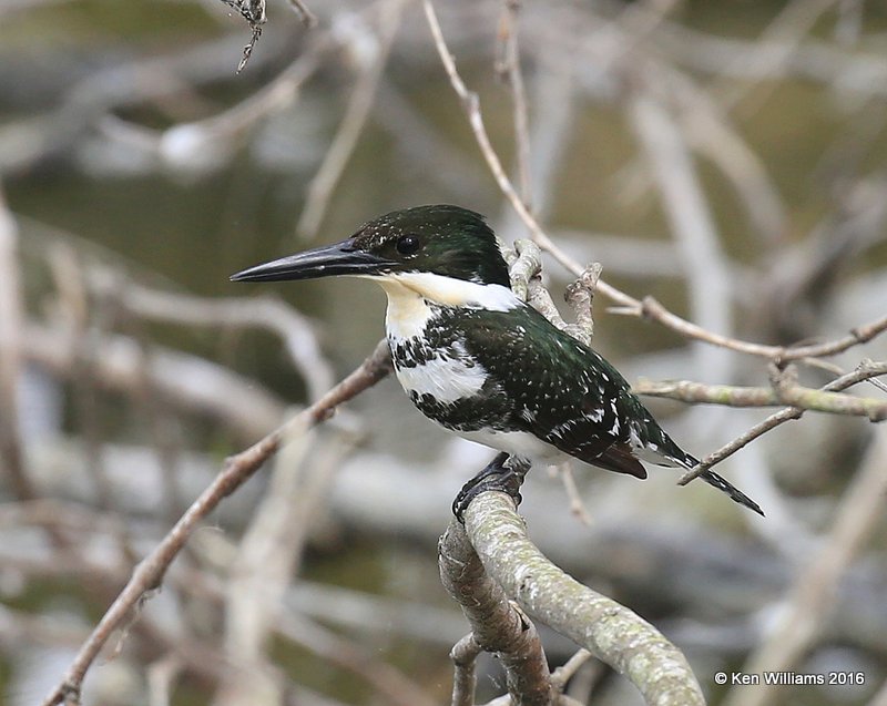 Green Kingfisher female, Edinburg Wetland, TX, 02_19_2016, Jpa_11393.jpg