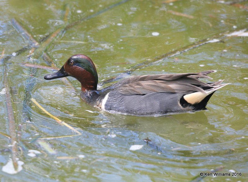 Green-winged Teal male, Port Aransas, TX, 02_22_2016, Jpa_12788.jpg