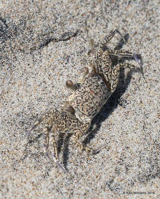 Hermit Crab, S. Padre Island, TX, 02_15_2016, Jpa_08143.jpg