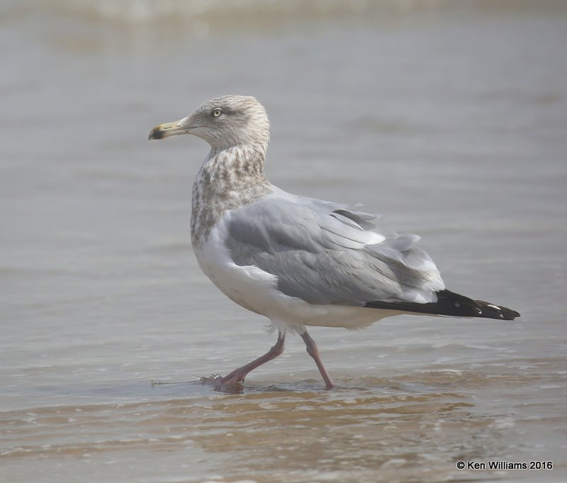 Herring Gull 3rd cycle, Boca Chica beach, TX, 02_16_2016, Jpa_09040.jpg